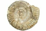 Jurassic Ammonite (Stephanoceras) Fossil - France #227346-1